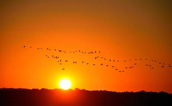 Reiher fliegen bei Sonnenuntergang — Stockfoto