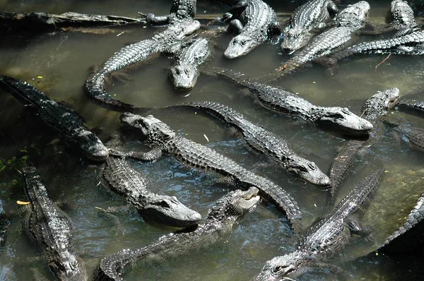 Csoport aligátorok háttér — Stock Fotó