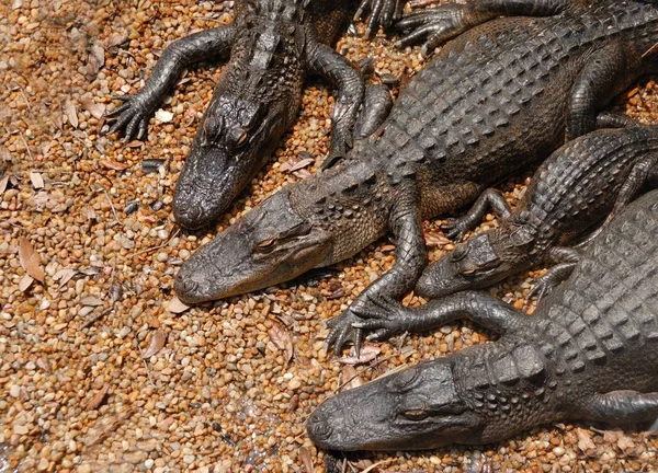 Los cocodrilos en la granja de cocodrilos —  Fotos de Stock