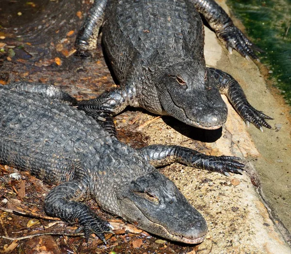 Gators στο αγρόκτημα αλιγάτορα — Φωτογραφία Αρχείου