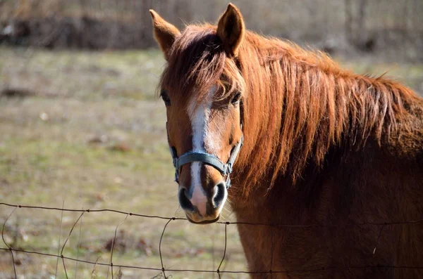 Horse at Farm — Stock Photo, Image