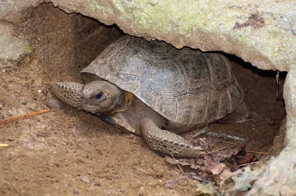 Χελώνας Gopher στην άγρια φύση — Φωτογραφία Αρχείου