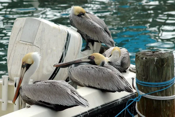 Pelicans resting on a boat — Stock Photo, Image