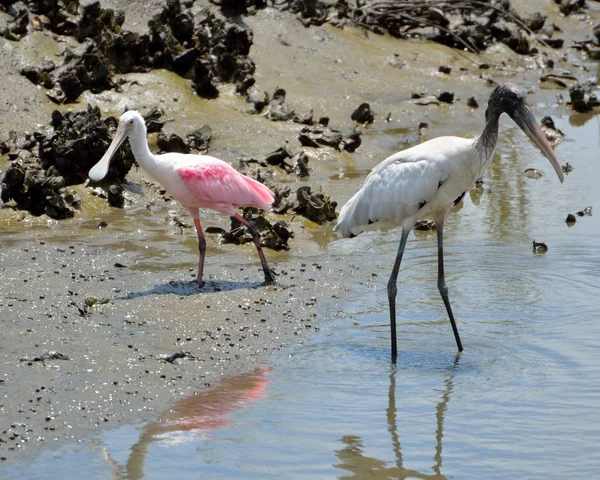 Skedstork och trä Stork — Stockfoto