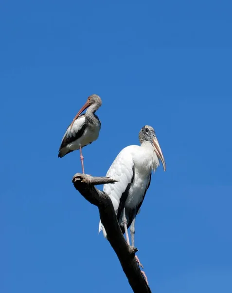 Ibis ve ahşap leylek kuşlar birlikte — Stok fotoğraf