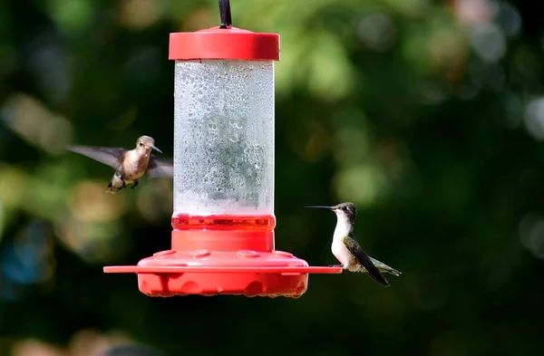 Georgia, Usa 'daki bahçe bölgesinde sinekkuşları besleniyor.