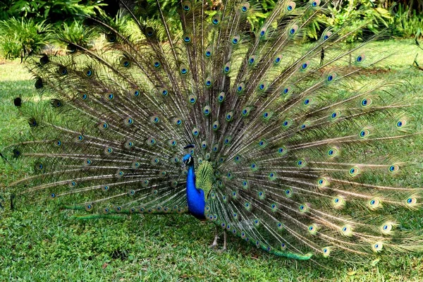 Majestic Peacock Wild Augustine Florida — Stock fotografie