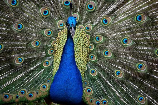 Majestic Peacock Det Vilda Vid Augustine Florida — Stockfoto