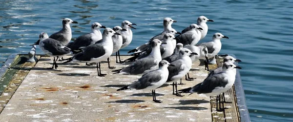 Möwen Freier Wildbahn Auf Bootsanlegestelle Florida Usa — Stockfoto