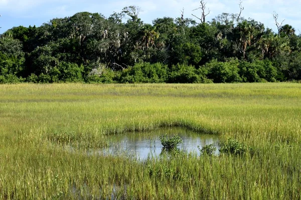 Marshland Paisagem Fundo Flórida Eua — Fotografia de Stock