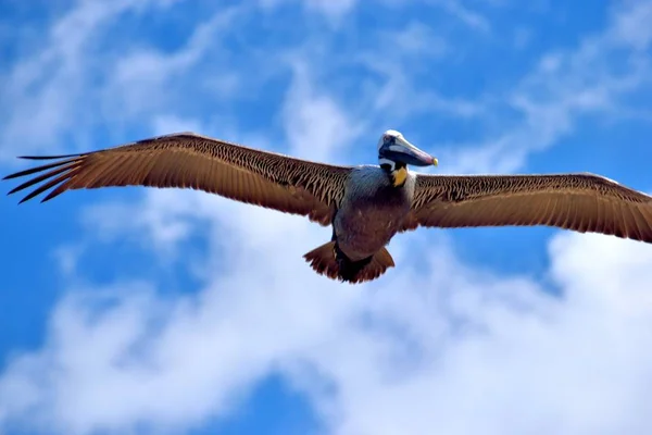Majestätisk Pelikan Flyger Över Havet Bakgrund — Stockfoto