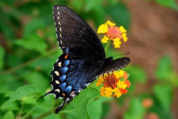 Όμορφη Μαύρη Πεταλούδα Χελιδόνι Στην Περιοχή Του Κήπου Φόντο — Φωτογραφία Αρχείου