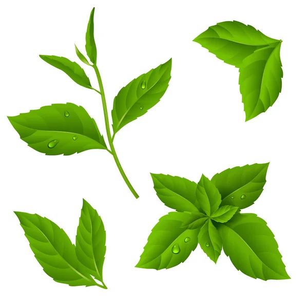 Brindille de thé vert frais et feuilles de menthe avec des gouttes de rose.Illustration vectorielle de la plante sur fond isolé. Eps 10 — Image vectorielle