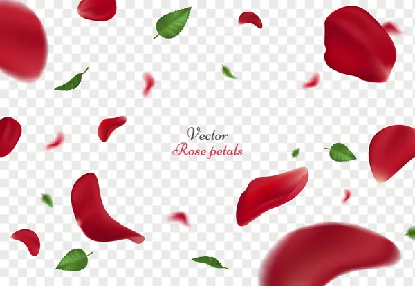 Klesající červených růží a zelené listy, které jsou izolovány na průhledné pozadí. Vektorové ilustrace s krásou růží petal, použitelné pro návrh blahopřání na ženy a Valentines den. — Stockový vektor