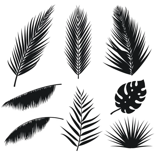 Tropical palm vektorové listy silueta sada izolovaných na bílém pozadí. Letní exotické flóry. Džungli palm a monstera list. Ilustrace pro váš návrh. EPS 10. — Stockový vektor