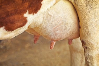 Çiftlikte inek meme