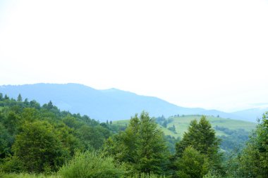 Yaz aylarında dağ orman