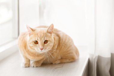 pencere üzerinde şirin kedi