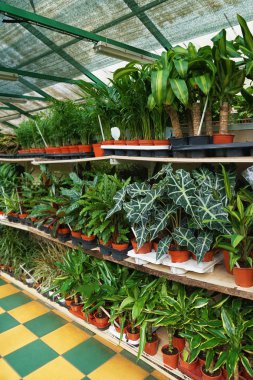 Tencere güzel bitki