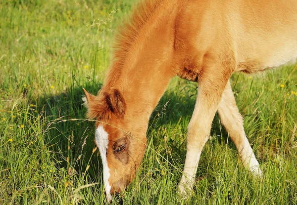 小さな馬放牧フィールド — ストック写真