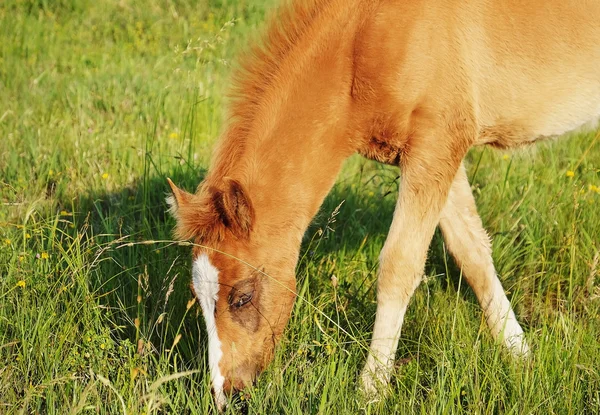 Petit pâturage de poulain dans le champ — Photo