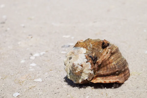 Beautiful seashell on sand shore — Stock Photo, Image