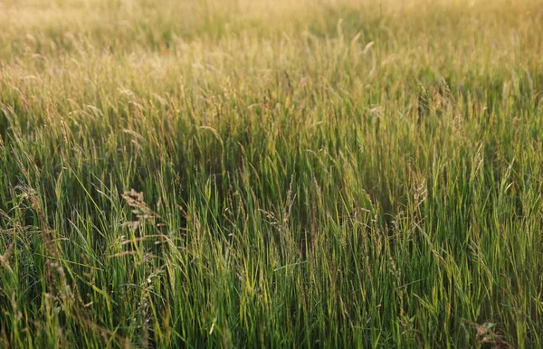 Yaz çayır çimen arka plan — Stok fotoğraf