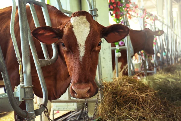 Cow in corral — Stock Photo, Image