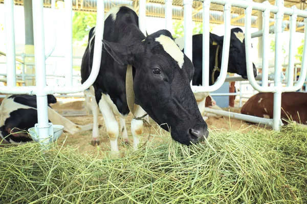 Vaca em curral — Fotografia de Stock