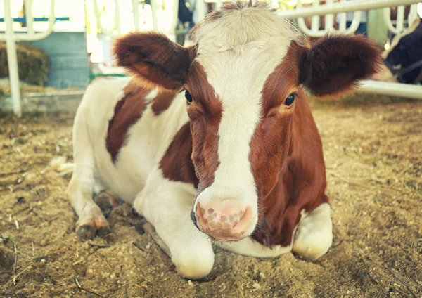 Vaca em curral — Fotografia de Stock