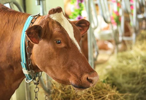 Cow in corral — Stock Photo, Image