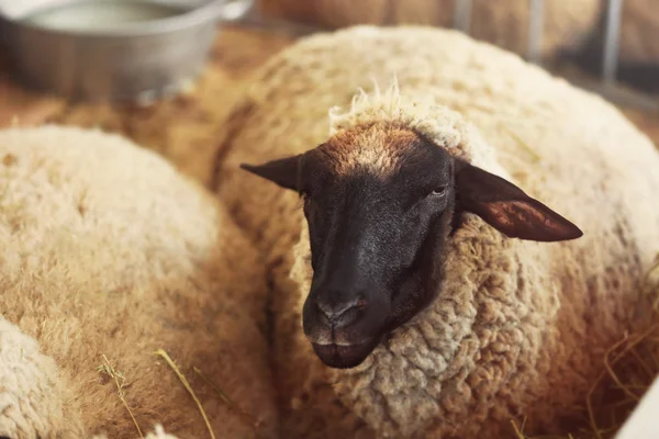 Sheep in corral — Stock Photo, Image