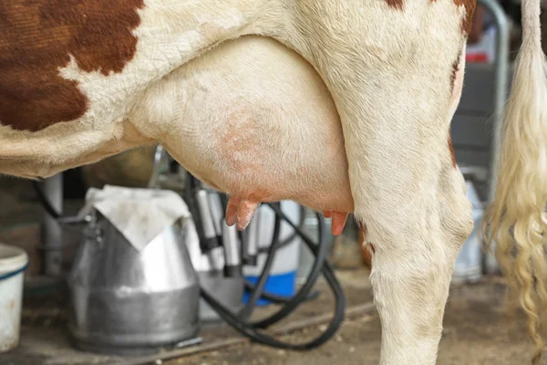 Úbere de vaca na fazenda — Fotografia de Stock