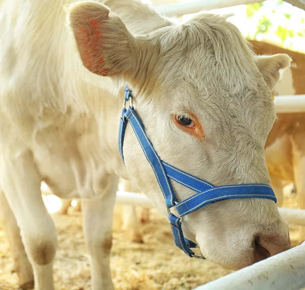 Vache en corral avec clôture métallique — Photo