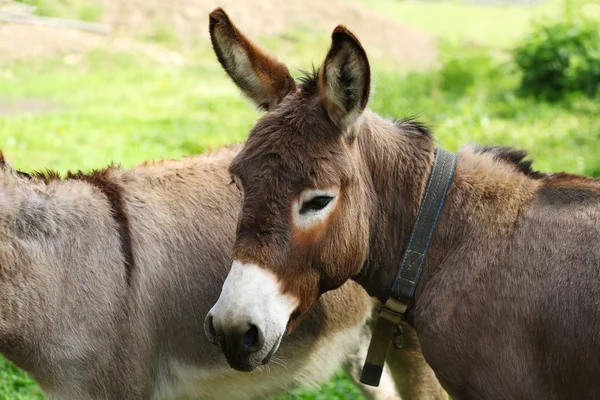 Cute funny Donkeys — Stock Photo, Image