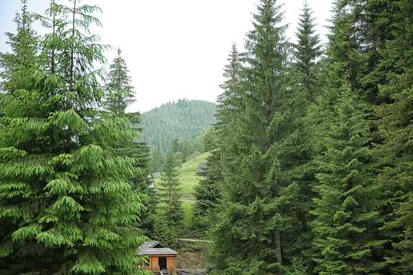Holzhaus inmitten von Waldhügeln — Stockfoto