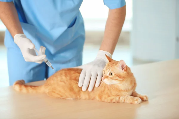 Veterinär läkare vaccinerande katt — Stockfoto
