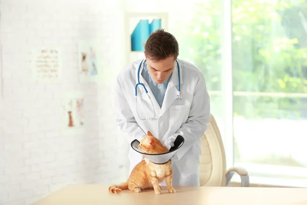 Veterinární lékař s kočkou v veterán klinika — Stock fotografie