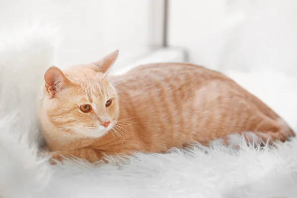 Schattige kat op tapijt — Stockfoto