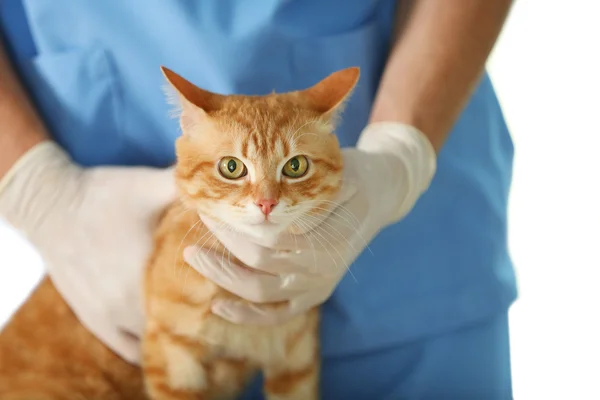 Ветеринарний лікар з кішкою — стокове фото