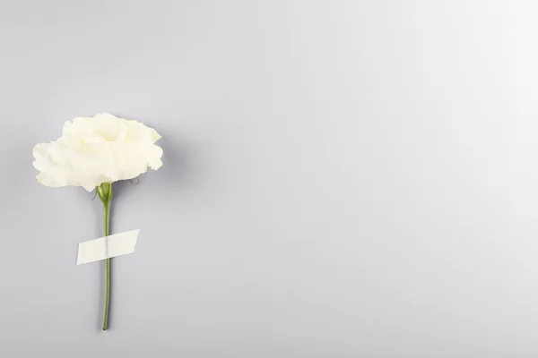 Eustoma όμορφο λουλούδι — Φωτογραφία Αρχείου