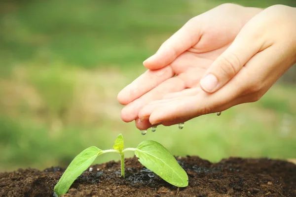 Hands watering plant — Stock Photo, Image