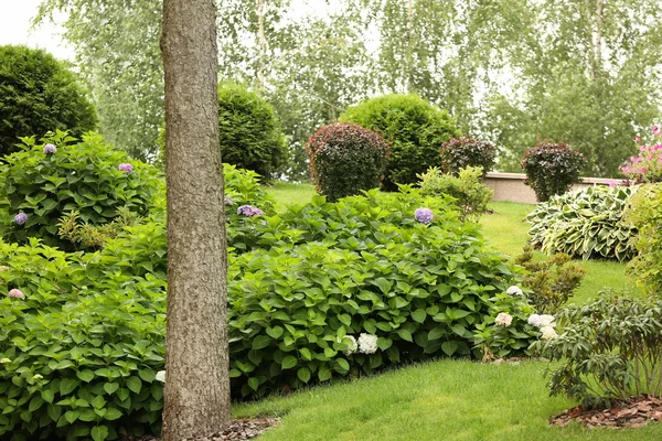 Beautiful green park — Stock Photo, Image