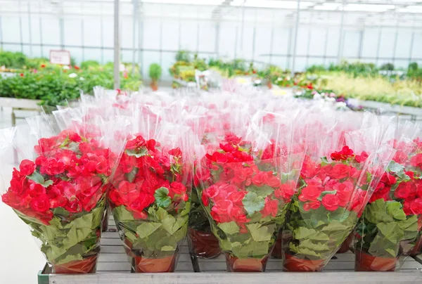 Hermosas flores en macetas — Foto de Stock