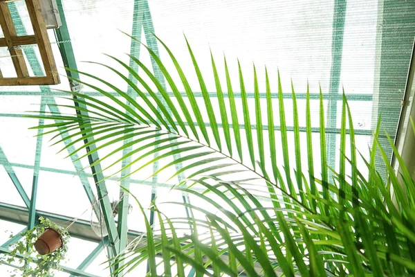 Hermosa hoja de palma, primer plano — Foto de Stock