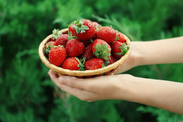 Hands holding strawberries — Stock Photo, Image