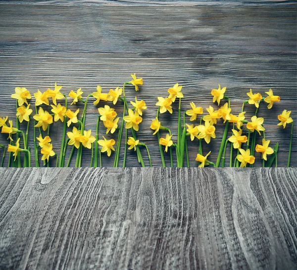 Lindas flores de Narciso — Fotografia de Stock