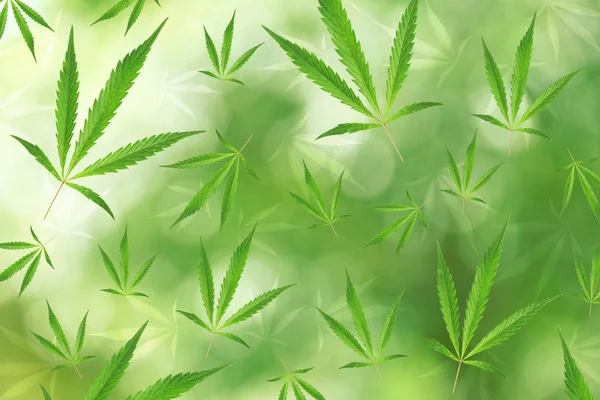 Бесшовный рисунок листьев марихуаны на зеленом фоне . — стоковое фото