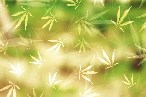 Seamless pattern of marijuana leaves on green background. — Stockfoto