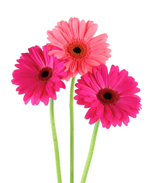 Kwiaty różowe gerbera — Zdjęcie stockowe